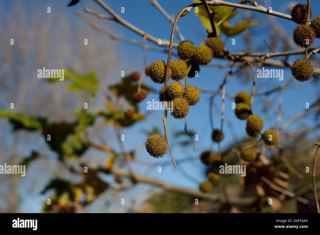 Fruta de acheno, Sycamore Occidental, Platanus racemosa, Platanaceae, árbol nativo cerca de Bluff Creek Trail, costa sur de California, invierno. Foto de stock