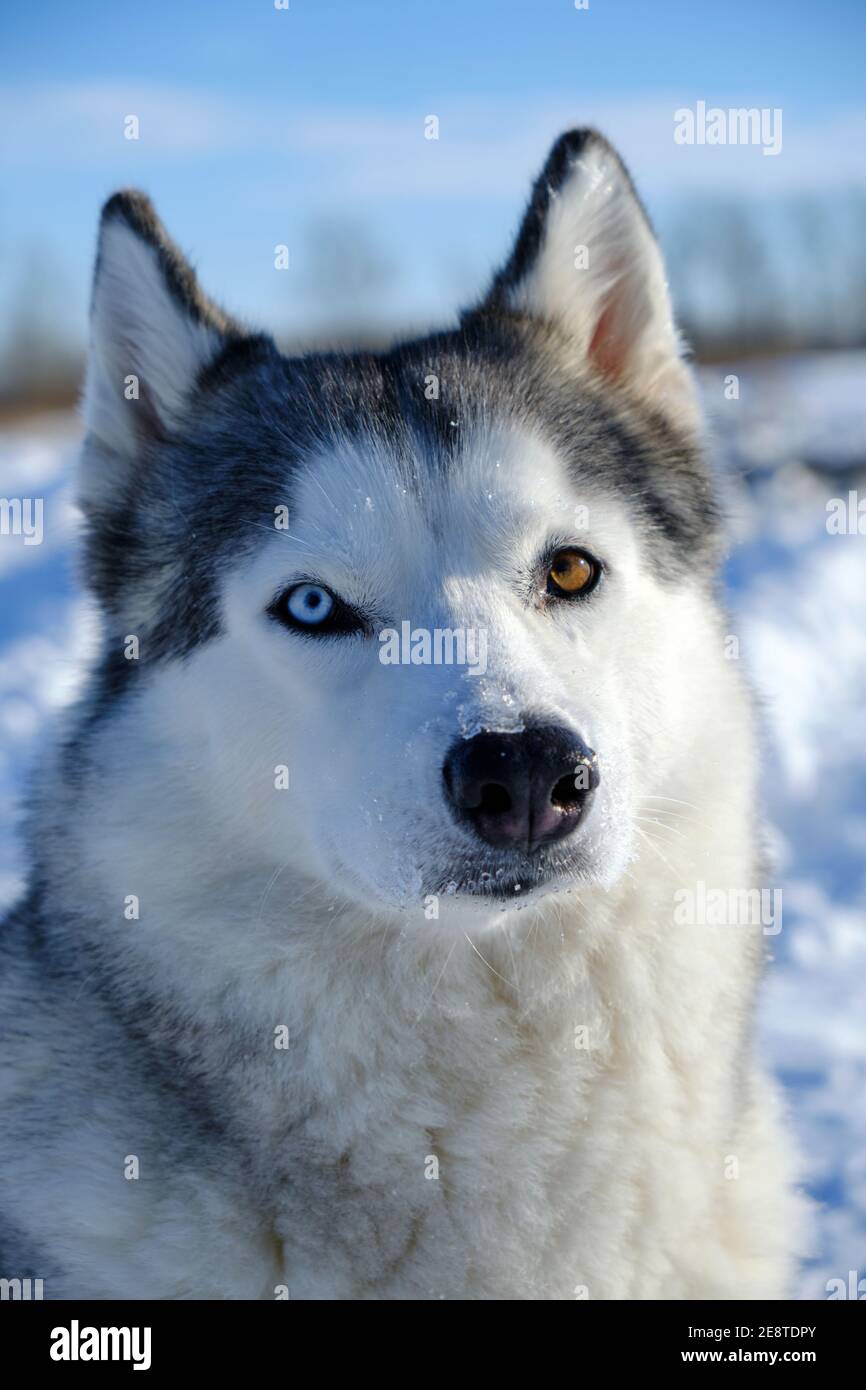 Husky Siberiano perros aullando sobre un fondo de hierba Fotografía de  stock - Alamy