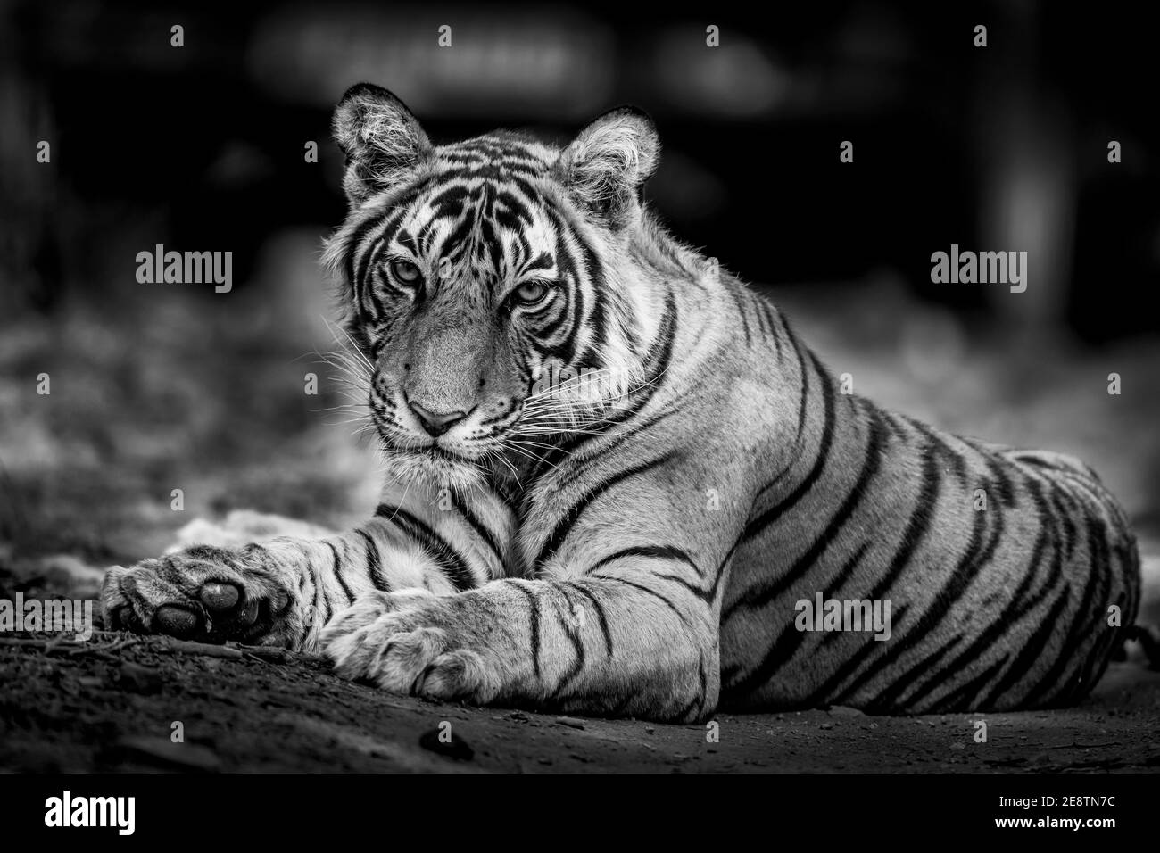 Imagen en blanco y negro de un tigre de bengala macho salvaje retrato descansando en la pista forestal en el Parque Nacional Ranthambore o. Tiger Reserve Rajasthan India - PAN Foto de stock