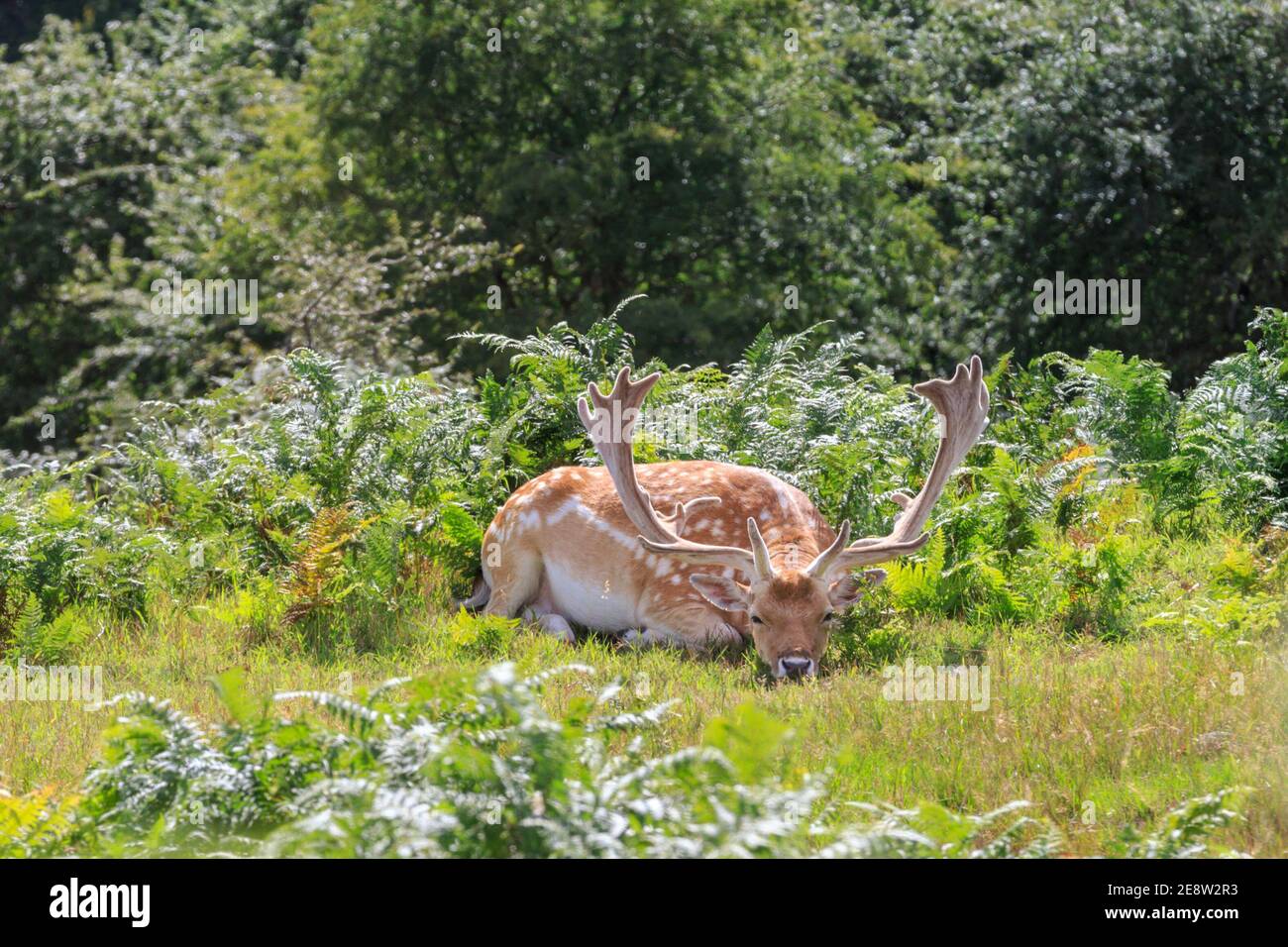 El ciervo maleza (dama dama, macho) descansando en el sol de la tarde caliente en la pradera, Reino Unido Foto de stock