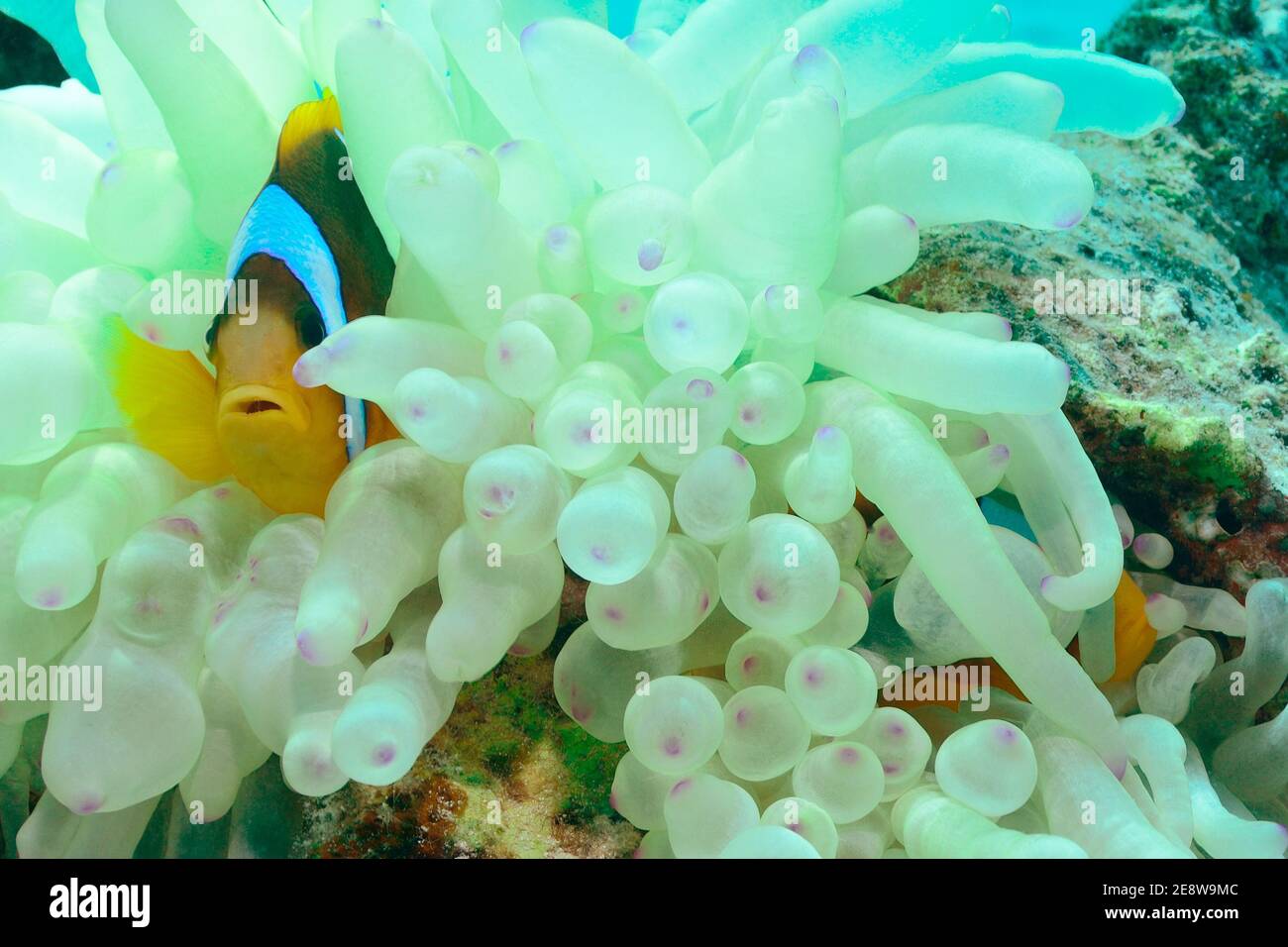 Amphiprion bicinctus, anémonefish de mar rojo, pez payaso de mar rojo, Rotmeer-Anemonenfisch, Playa de Utopia, Mar Rojo, Egipto, Rotes Meer, Ägypten Foto de stock