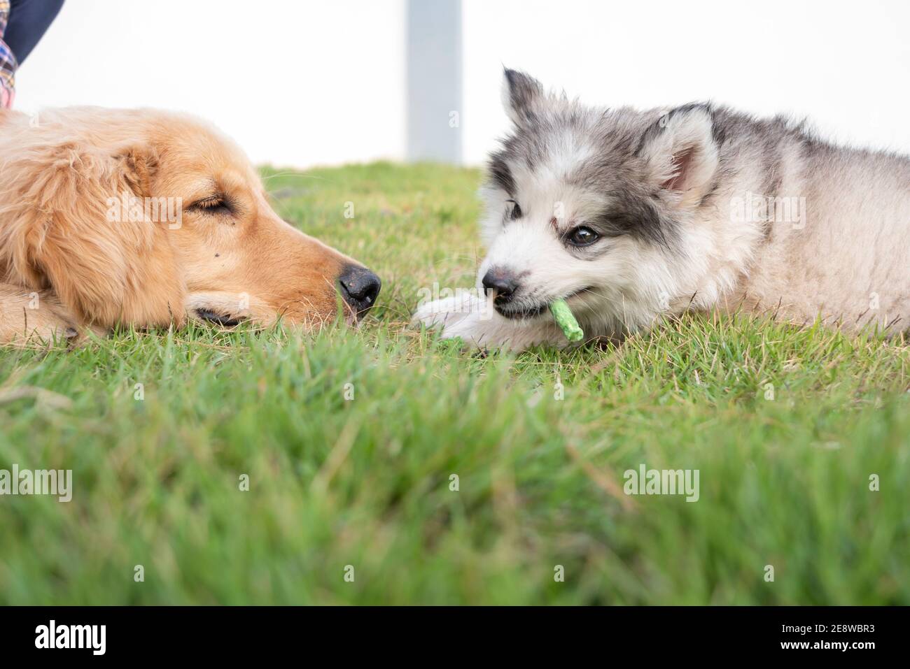 cerca de cachorros lindo en la hierba. 2 perros tumbados en el patio delantero. un cachorro comiendo un bocadillo Foto de stock