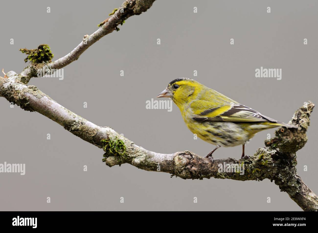 Siskin Eurasian ( spinus spinus ), pájaro macho vestido de crianza, encaramado en una rama seca de un arbusto más viejo, la fauna, Europa. Foto de stock