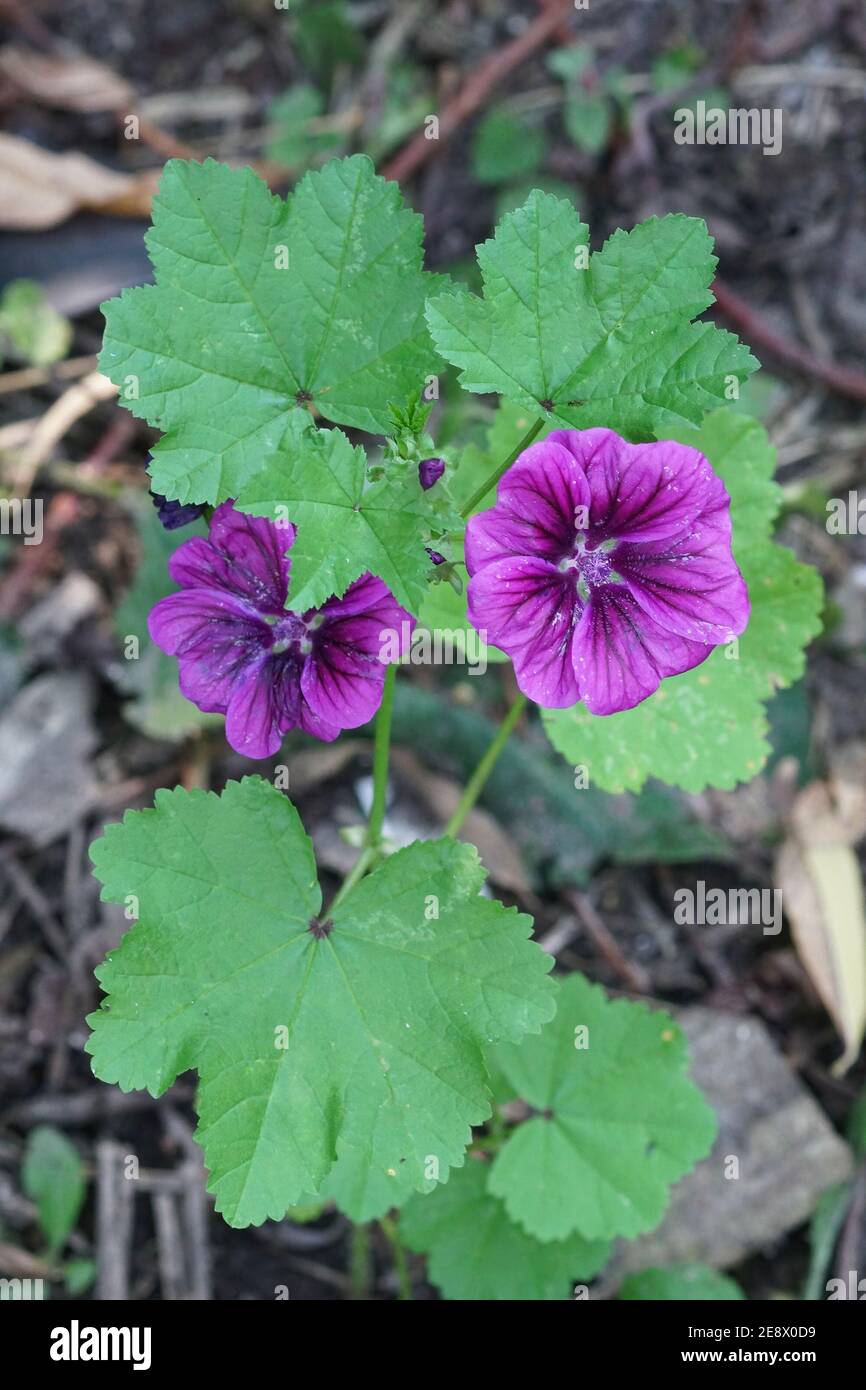 La flor púrpura y malva de un cultivar de Malva sylvestri Foto de stock