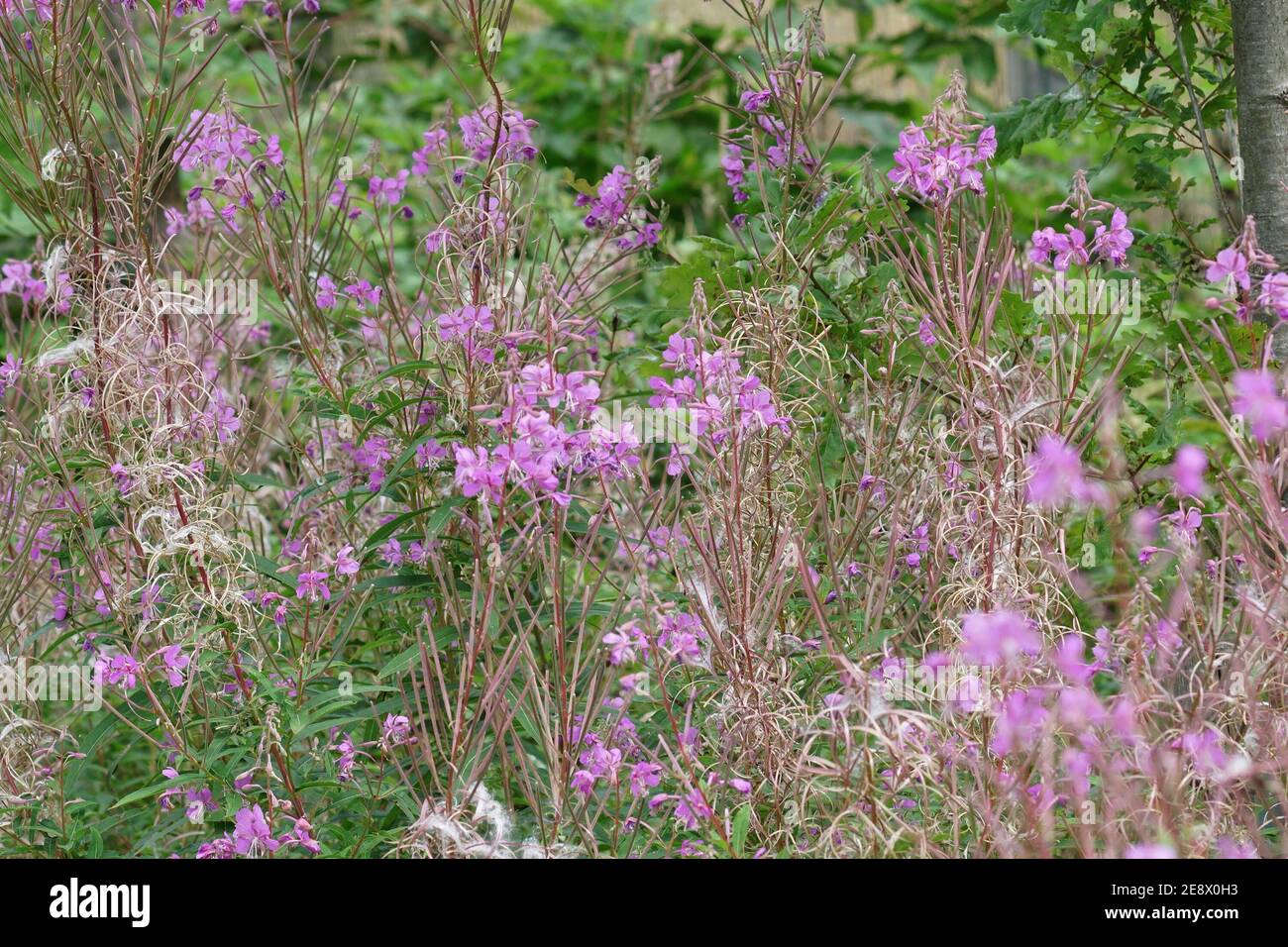 Flores púrpura de la hierba de fuego, Chamaenerion angustifolium Foto de stock