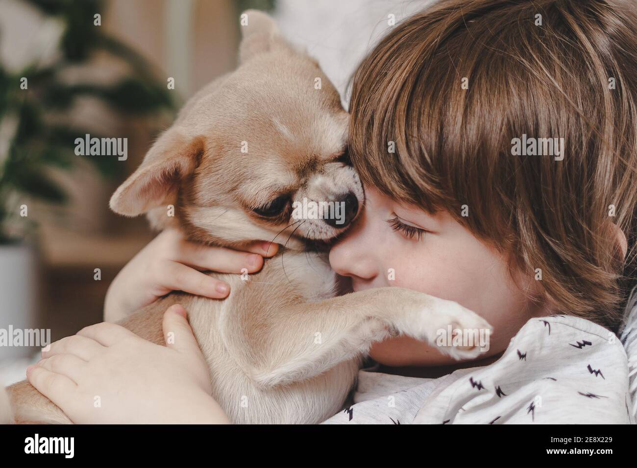 El perro de Chihuahua lamiendo la cara del niño pequeño riendo en el sofá  con manta. Retrato de un niño caucásico feliz abrazando a un cachorro en  casa acogedora en el sofá