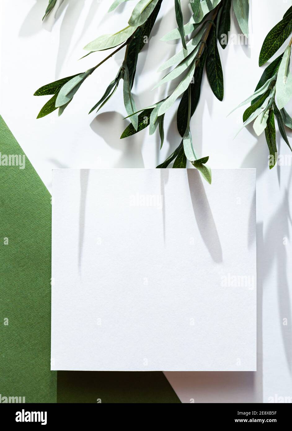 Hoja blanca de papel, rama de eucalipto y sombras largas. Se ha agotado