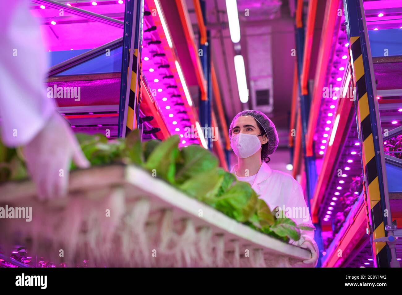 Trabajadores con máscara facial en granja aquapónica, negocios sostenibles y coronavirus. Foto de stock