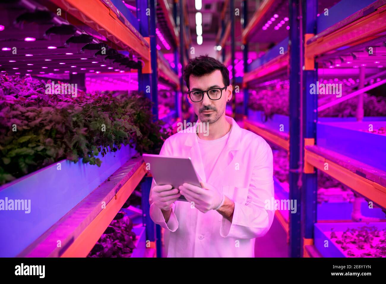 Trabajador con tableta en granja aquapónica, negocio sostenible e iluminación artificial. Foto de stock