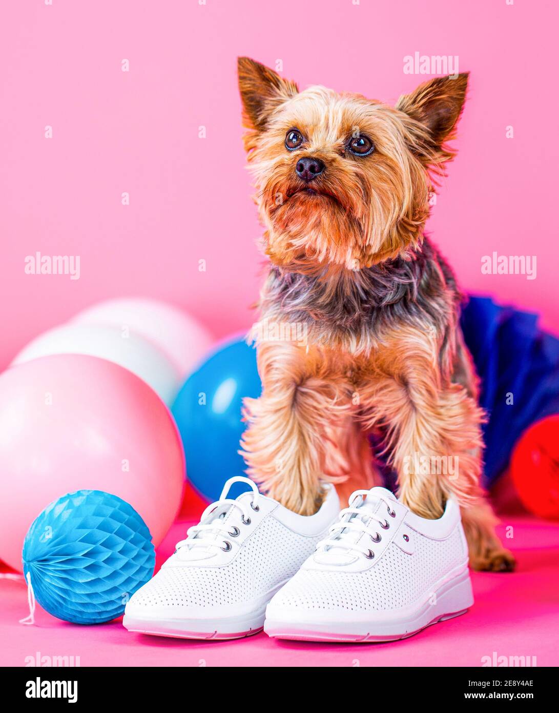 Yorkshire Terrier en zapato. Lindo perro con ropa y zapatos. Adorable  cachorro. Zapatos para perros Fotografía de stock - Alamy