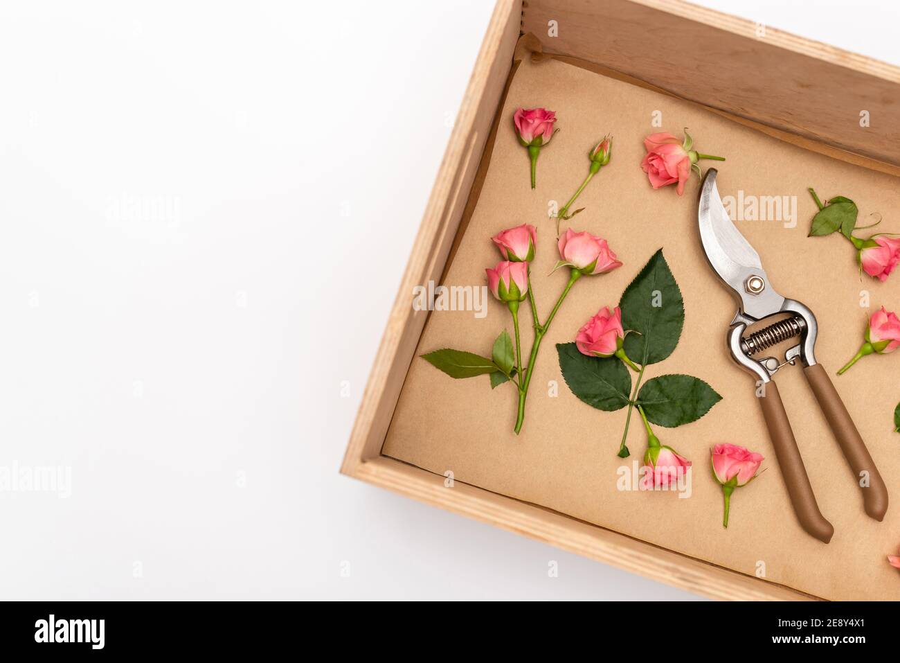 vista superior de podas de mano en caja de madera con té rosas aisladas sobre blanco Foto de stock