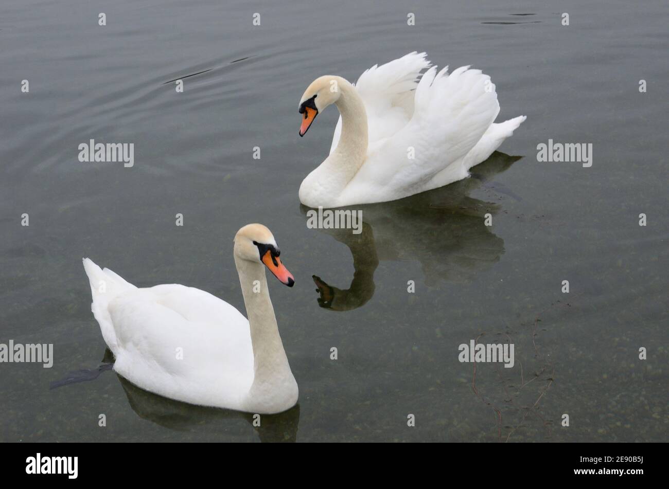 dos hermosos cisnes flotando en el lago Foto de stock