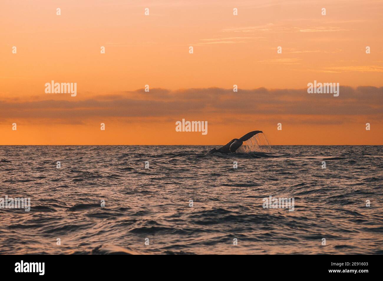 Ballena azul nadando al atardecer con su cola fuera de la Agua en el océano pacífico cerca de Punta y Puerto vallarta En México Foto de stock