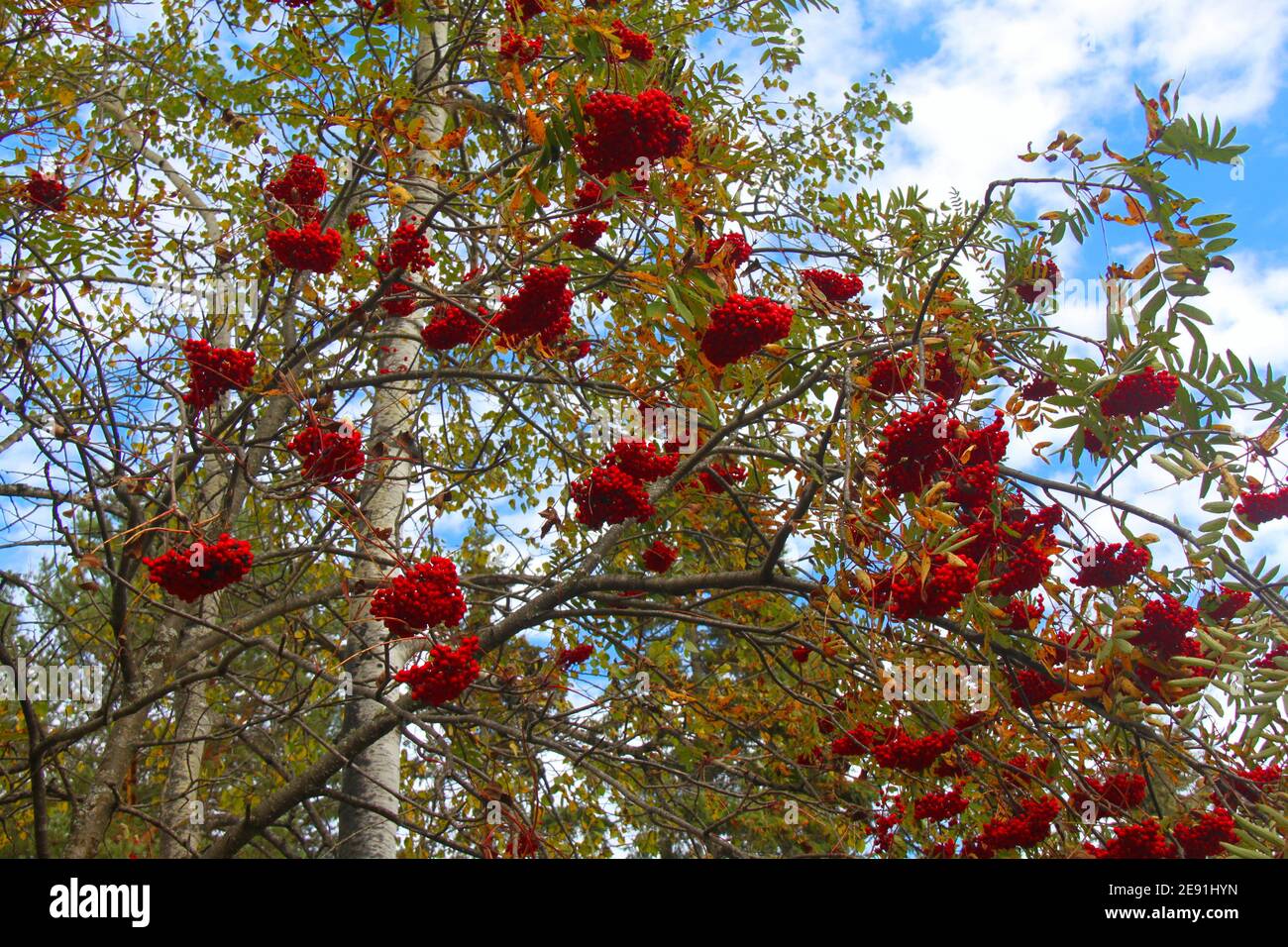 Hojas de color otoño y bayas rojas brillantes en un árbol de fresno de montaña se ven contra un cielo azul con nubes blancas y esponjosas en otoño. Foto de stock