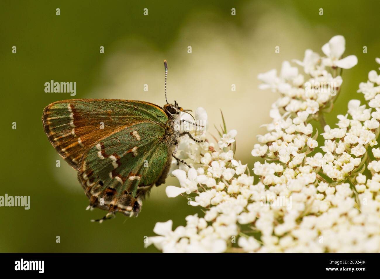 Una mariposa enebro Hairstreak alimentándose de las flores en el verano. Foto de stock