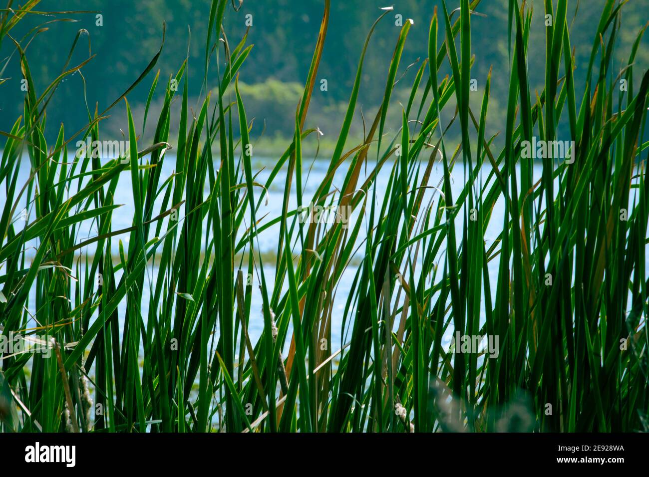 Vista de la hoja de hierba larga a lo largo del cuerpo de agua en Kolar, India Foto de stock