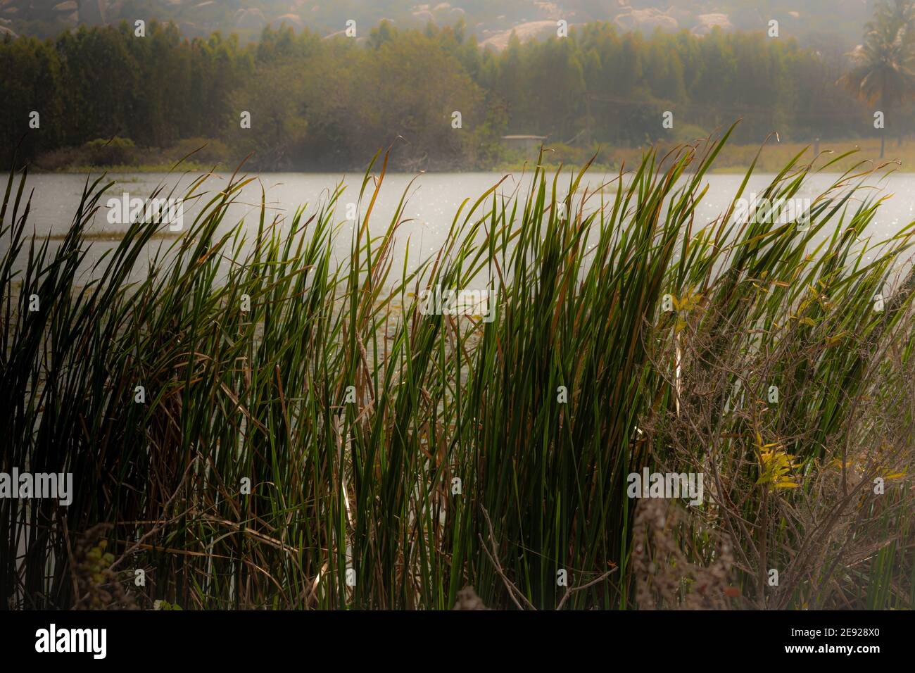 Vista de la hoja de hierba larga a lo largo del cuerpo de agua en Kolar, India Foto de stock