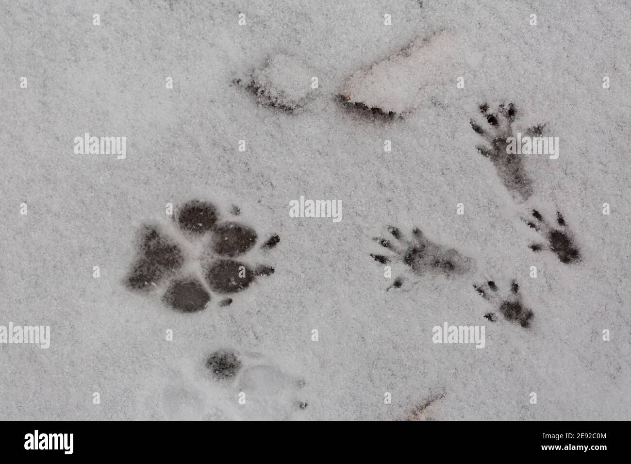 Huellas de una pata de perro y las cuatro patas de una ardilla en la nieve. Símbolo para grandes y pequeños, siendo diferentes e inesperados encuentros. Foto de stock