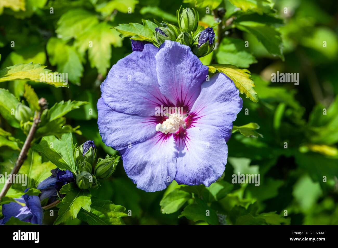 Hibiscus sinosyriacus 'Blue Bird' una planta de arbustos con flores de  verano Una flor azul púrpura de verano comúnmente conocida como Rosa China  De Sharon o Rose Fotografía de stock - Alamy
