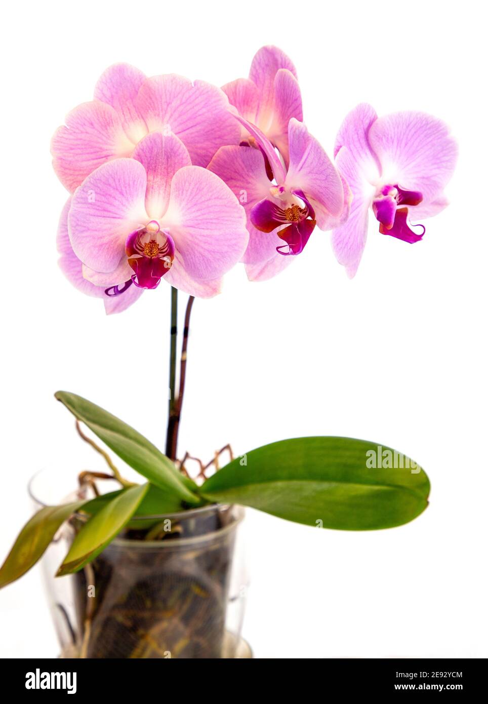 Hermosas flores de orquídeas Phalaenopsis púrpura, aisladas sobre fondo  blanco. La orquídea de la polilla dendrobium. Múltiples flores. Flor en flor.  Hermoso Fotografía de stock - Alamy