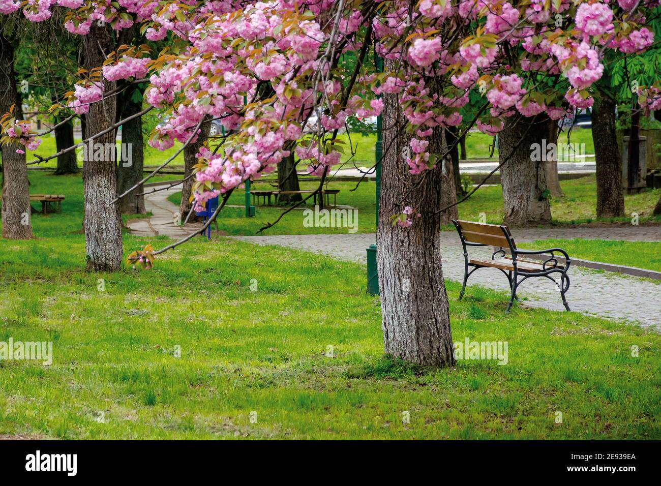 hermoso paisaje de flores