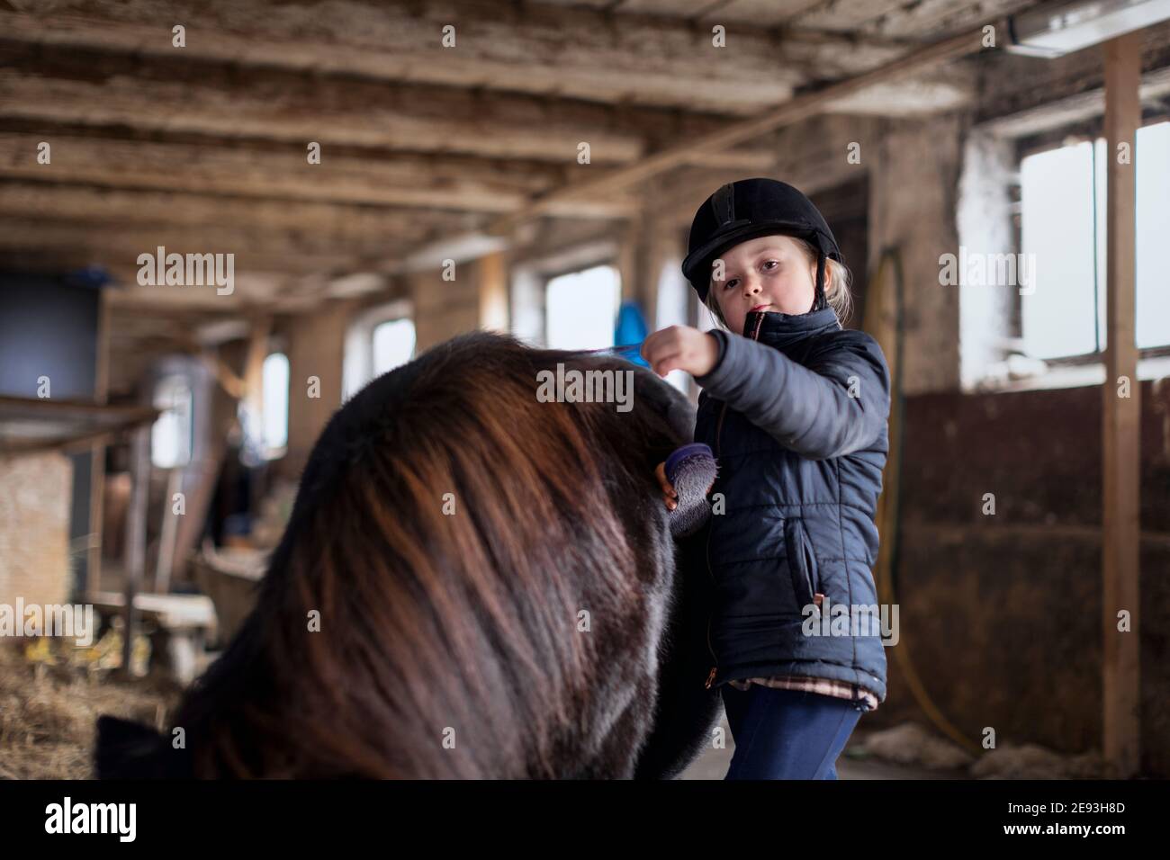 Niña cepillando caballo en establo Foto de stock