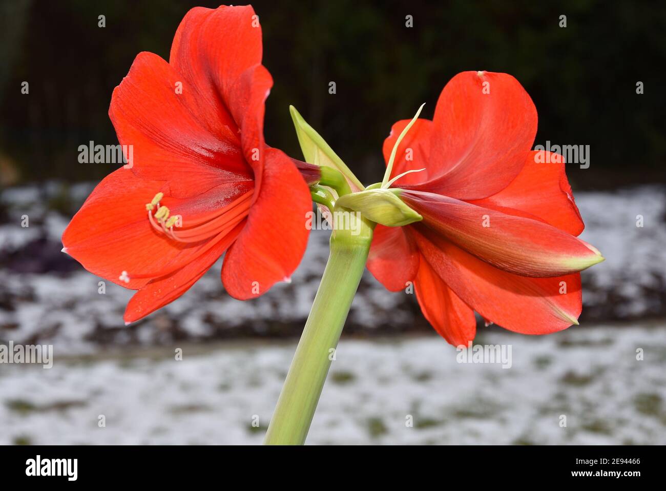 Planta Hippeastrum reginae roja b en el jardín Fotografía de stock - Alamy