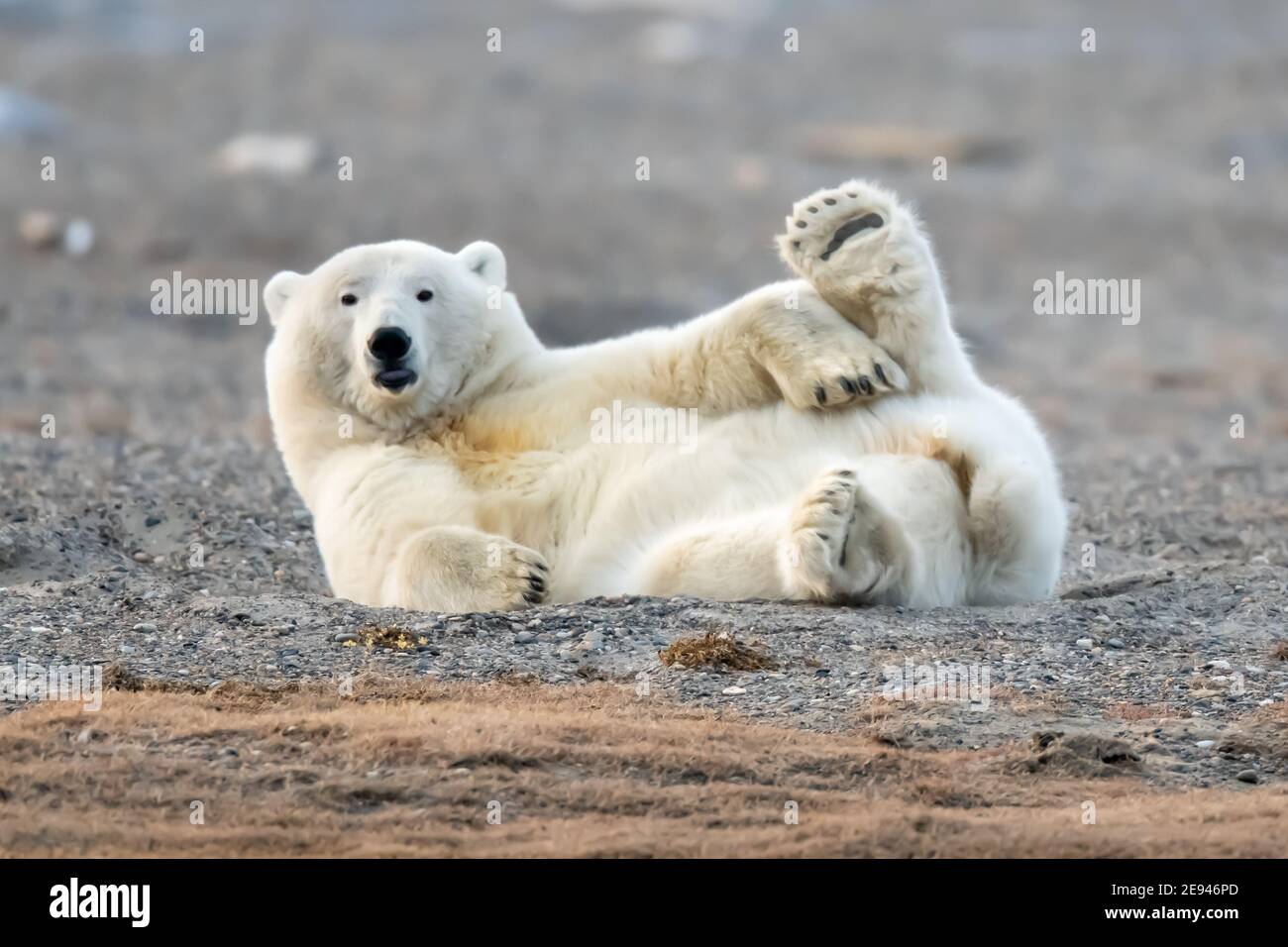 Oso Polar juguetón (Ursus maritimus) en el Círculo Polar Ártico de Kaktovik, Alaska Foto de stock