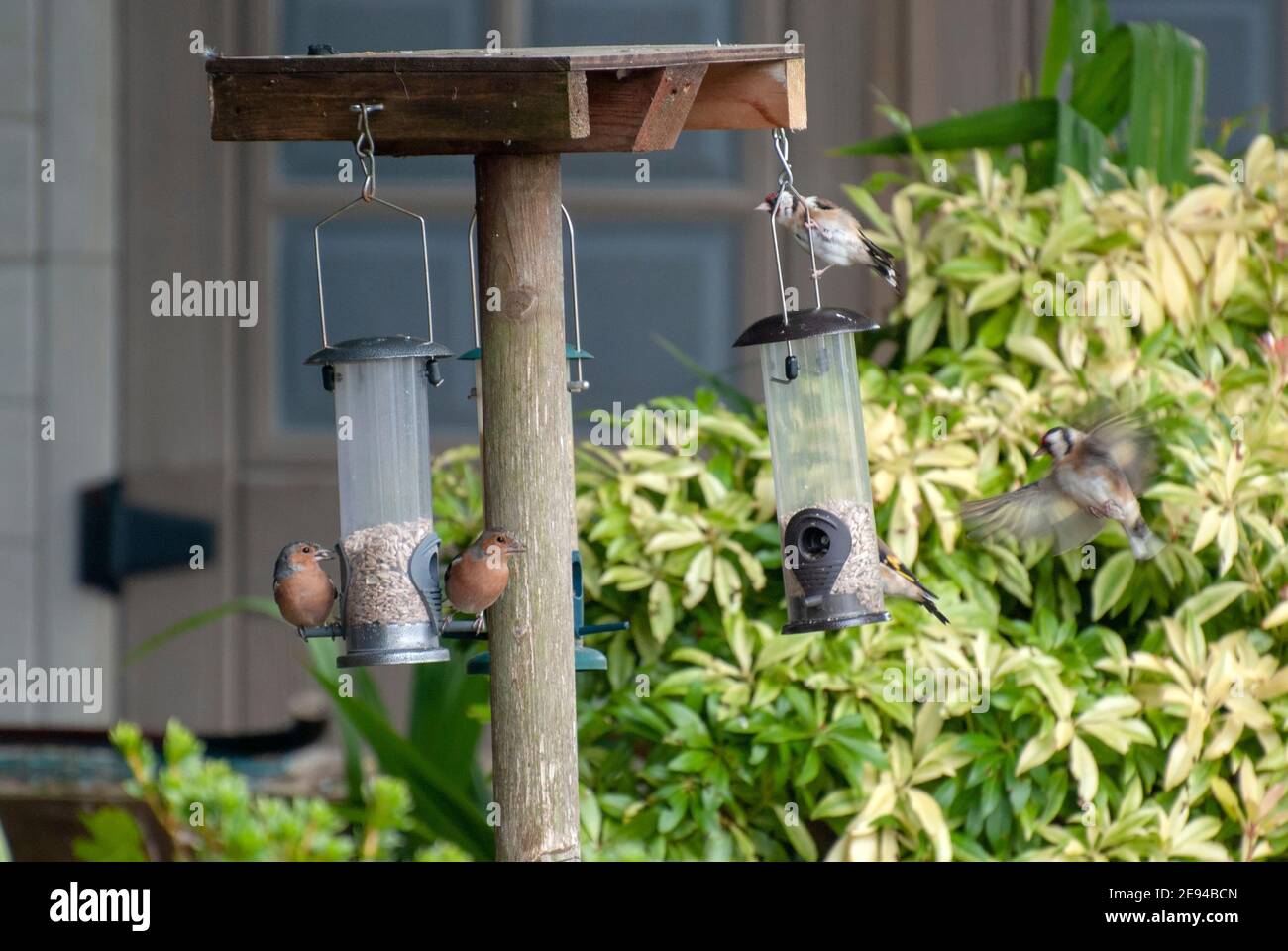 Una variedad de pájaros pequeños del jardín que se alimentan en la semilla del girasol Corazones varios cinco goldfinch goldfinches chaffinch chaffinches carduelis carduelis fringi Foto de stock