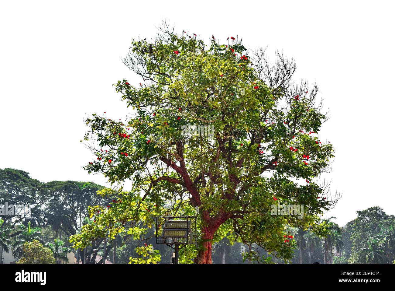 Árbol de tulipán africano con fondo blanco con flores rojas y. hojas verdes  Fotografía de stock - Alamy