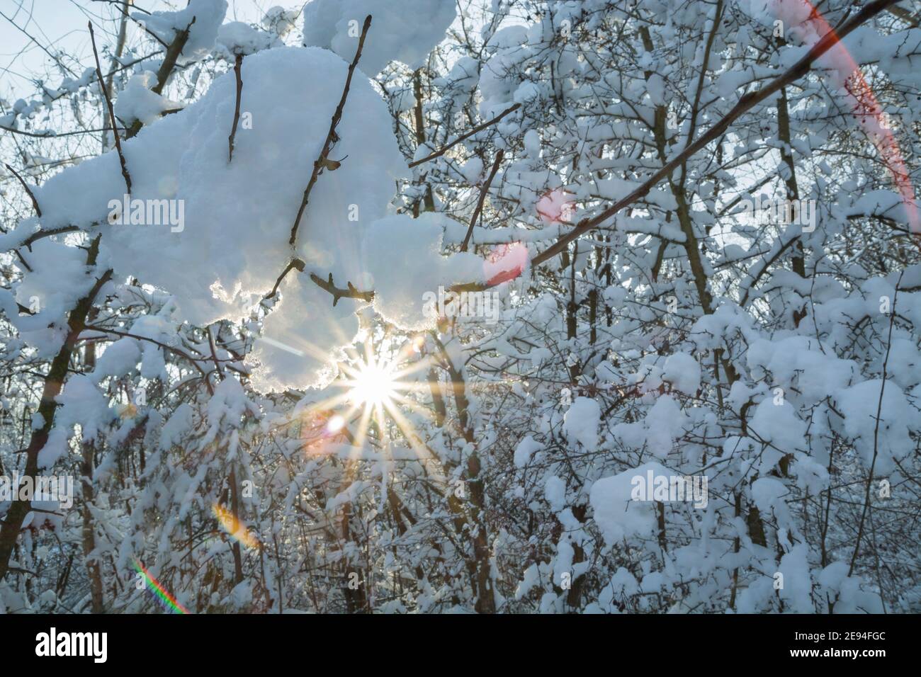 Resplandor del sol entre las ramas de un árbol con nieve Foto de stock