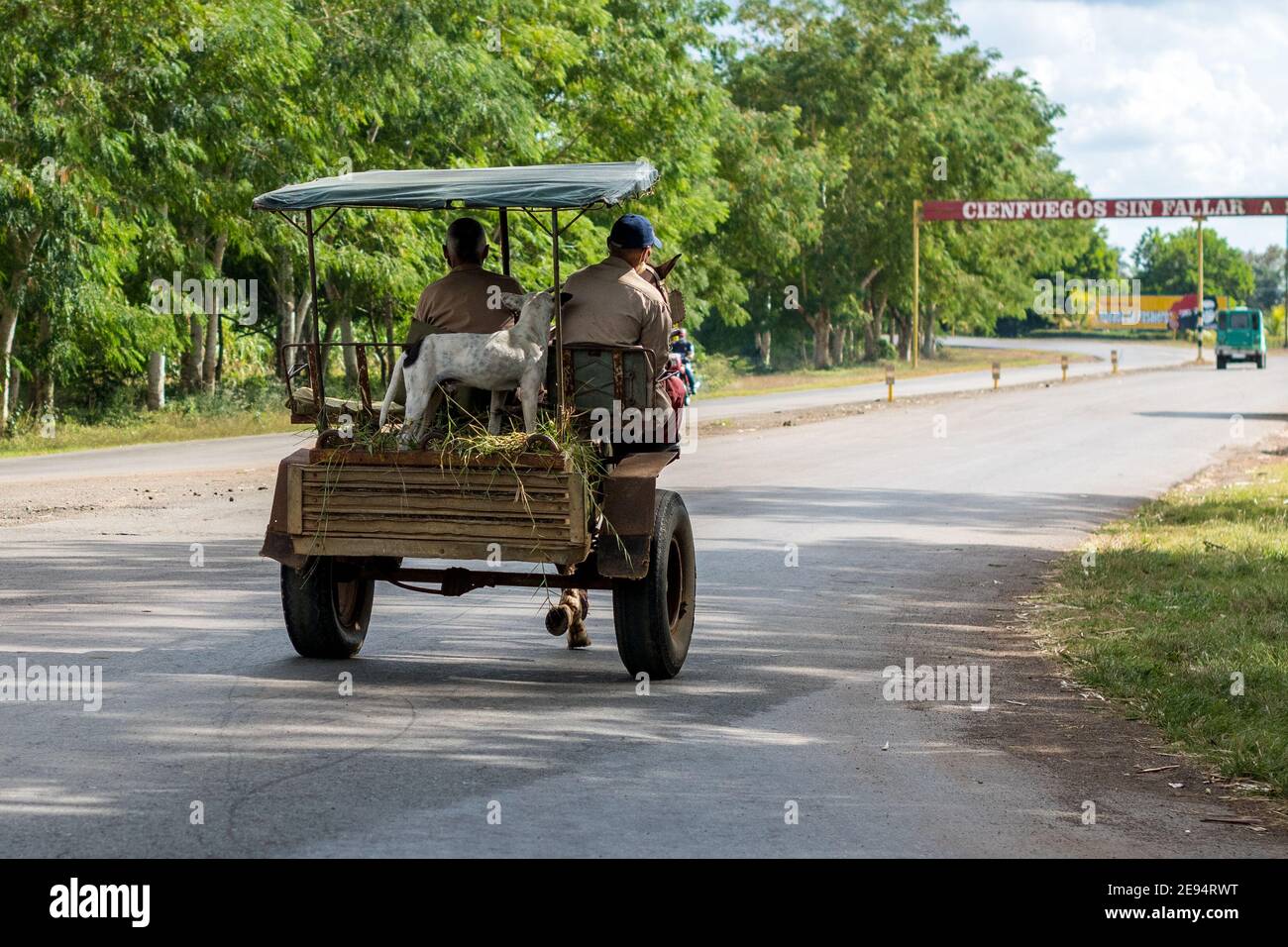 Perro en carro de caballos visto en la provincia de Cienfuegos. Estilos de vida del verdadero pueblo cubano. Foto de stock