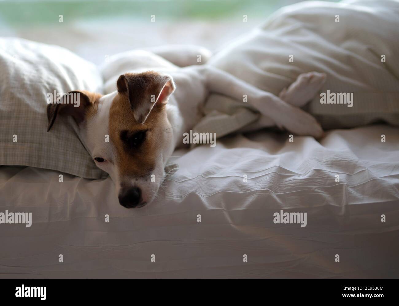 perro acostado en la cama Foto de stock