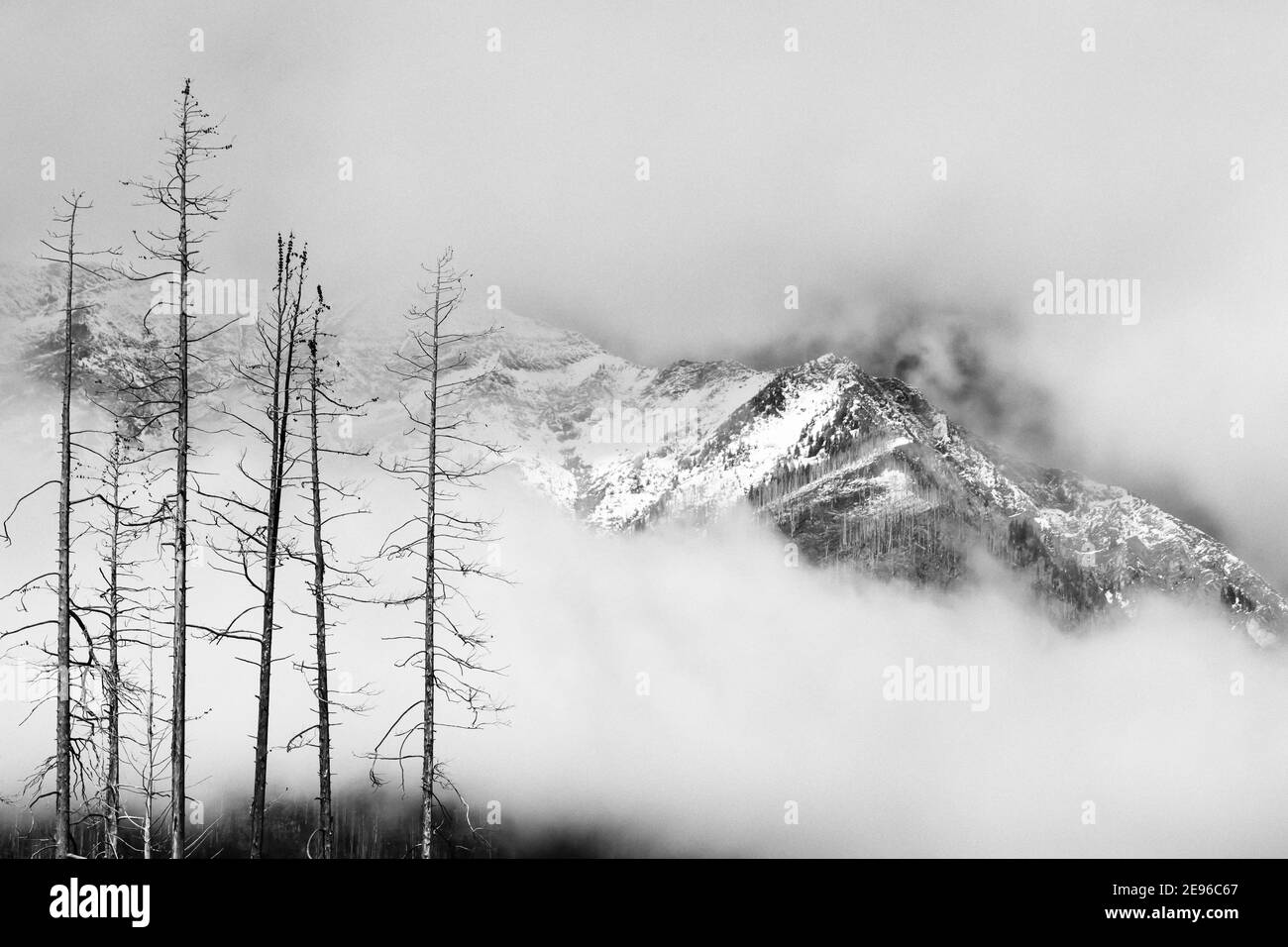 Montañas nevadas y árboles muertos por fuego vistos desde el Lago Floe Trailhead en el Parque Nacional Kootenay en las Montañas Rocosas canadienses, Columbia Británica, Canadá Foto de stock