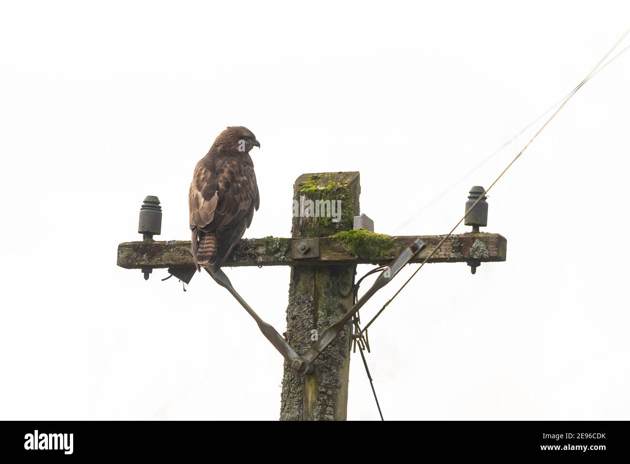 Buzzard común (buteo buteo) encaramado en telégrafo polo - Escocia, Reino Unido Foto de stock