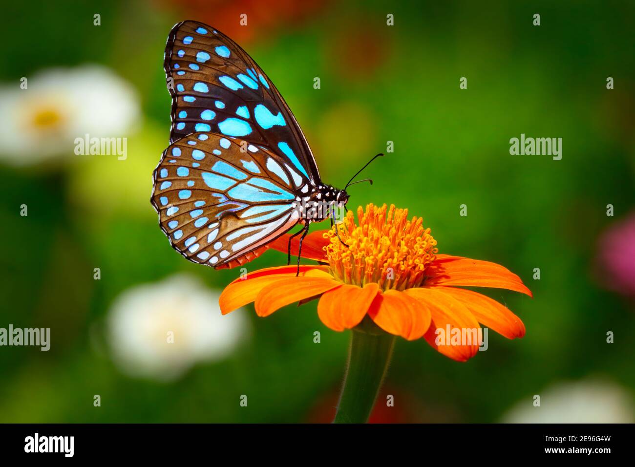 Mariposa Tigre azul o danaid Tirumala limniace sobre la flor de naranja el girasol rojo o el girasol mexicano (Tithonia rotundifolia, familia Asteraceae), Foto de stock
