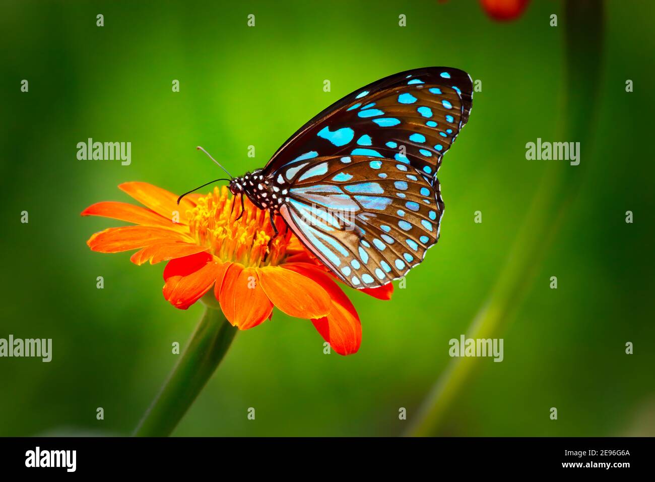 Mariposa Tigre azul o danaid Tirumala limniace sobre la flor de naranja el girasol rojo o el girasol mexicano (Tithonia rotundifolia, familia Asteraceae), w Foto de stock