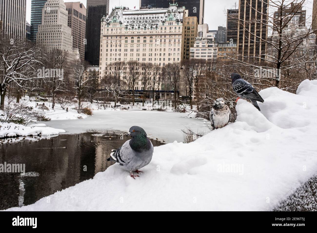 Palomas en Central Park Foto de stock