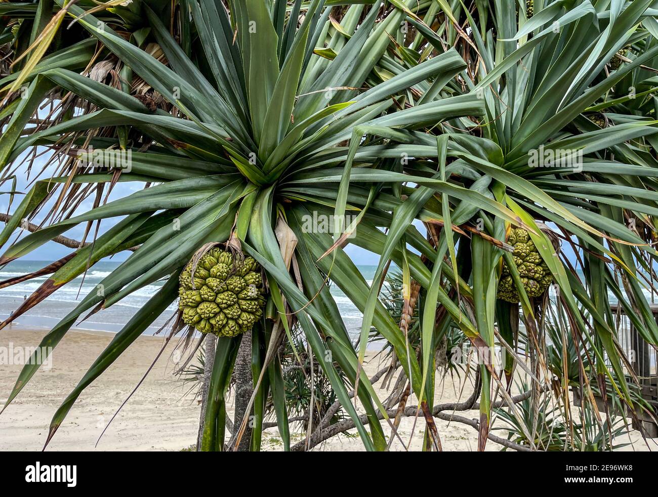 Pandanus, pandanus tectorius, con frutos grandes y segmentados formados