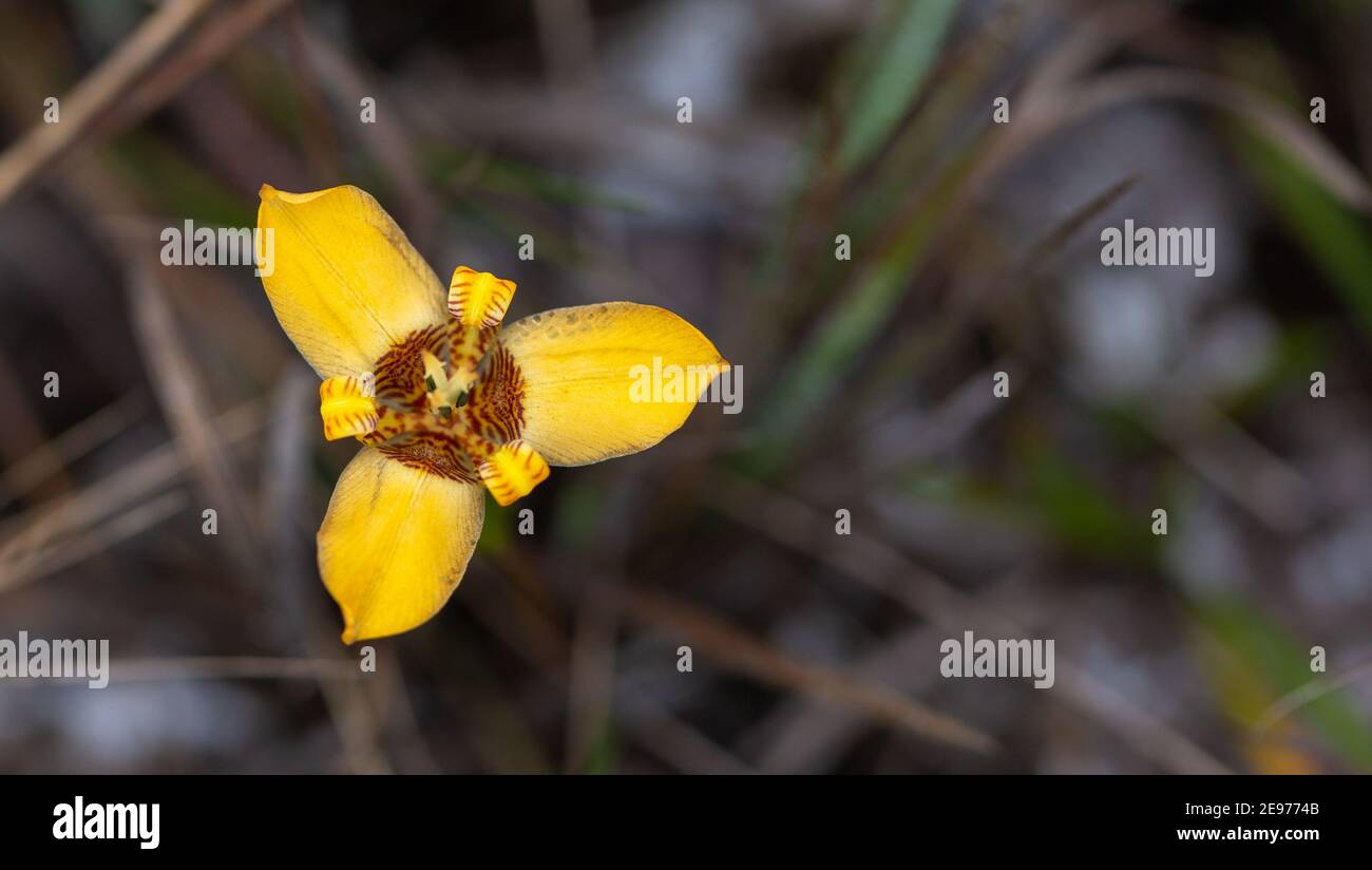 Trimerzia juncfolia, una iridaceae de flores amarillas, en su hábitat natural en la Serra do CIPO en Minas Gerais, Brasil Foto de stock