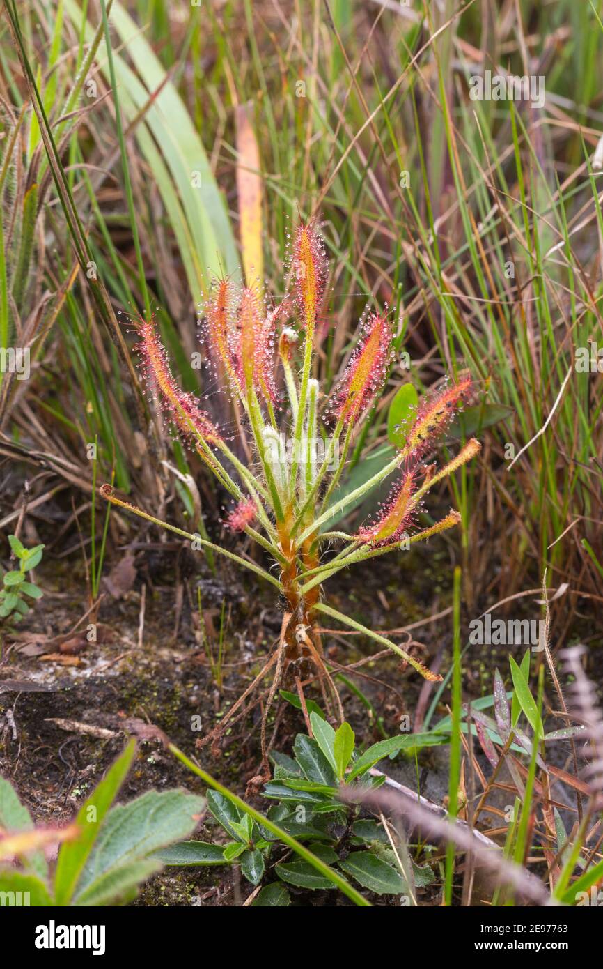 Planta única de Drosera chrysolepis, un Sundew, en hábitat natural en el Parque Nacional Serra do CIPO en Minas Gerais, Brasil Foto de stock