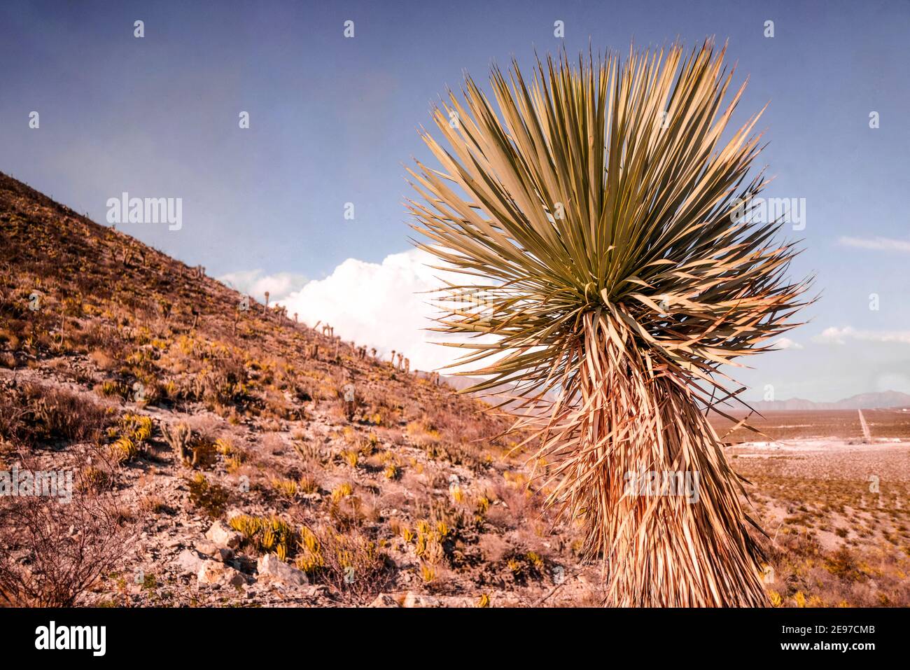 Yucca elata del desierto de chihuahua México Foto de stock
