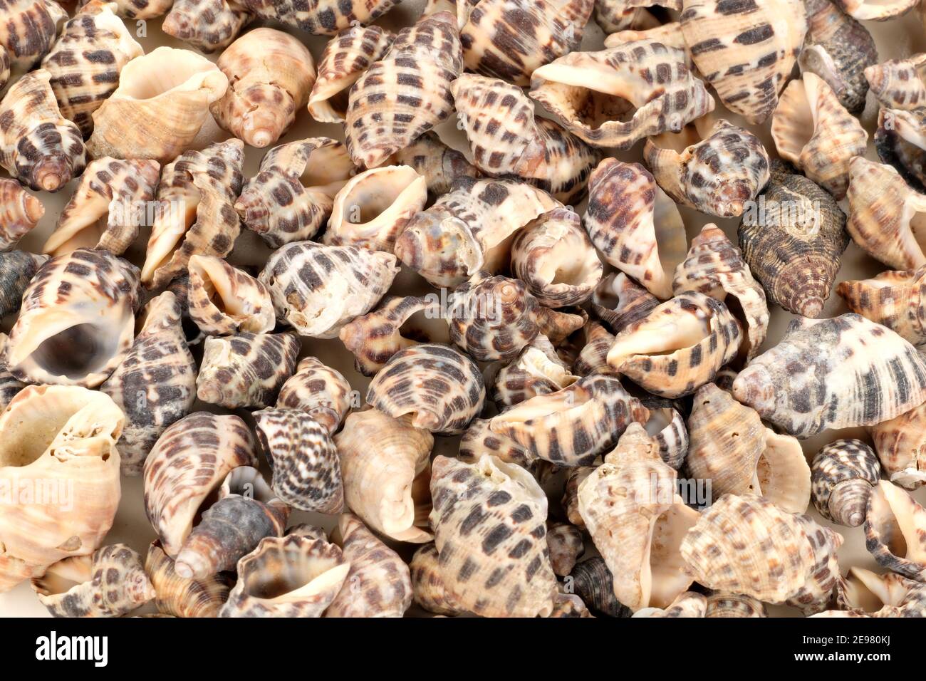 Seashell Antecedentes Foto de stock