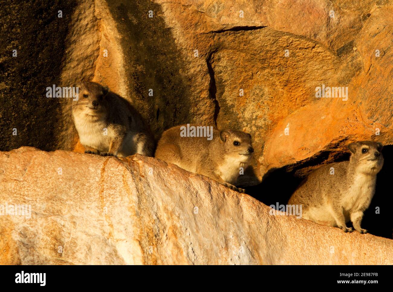 El Hyrax de manchas amarillas o Bush a menudo vive en áreas rocosas junto con su pariente cercano, el Hyrax de Roca. Se asemejan entre sí Foto de stock
