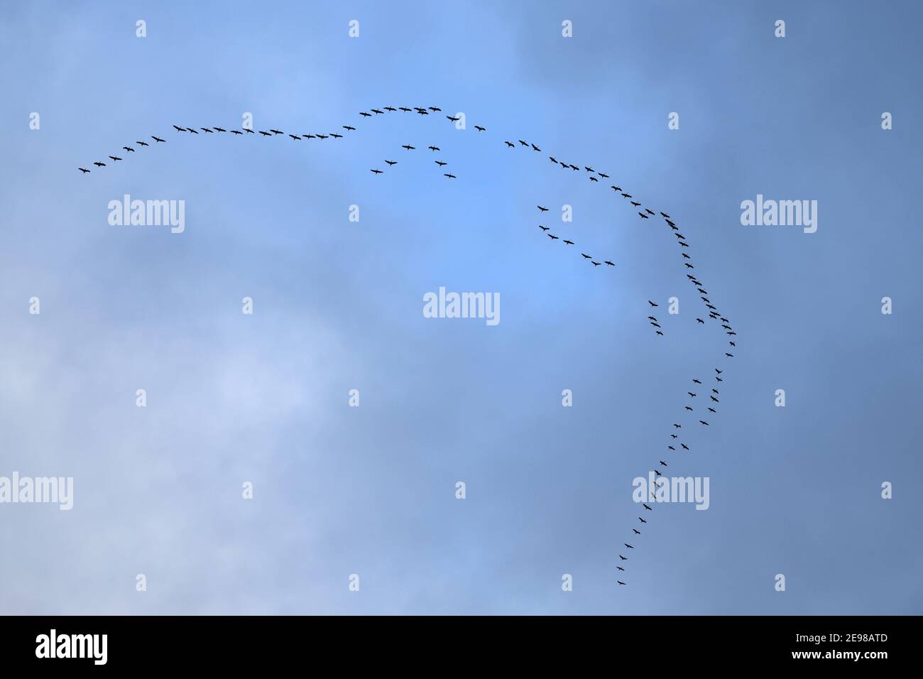Grullas comunes ( Grus grus ), gran rebaño en vuelo en lo alto del cielo, migración de aves, vida silvestre, Europa. Foto de stock