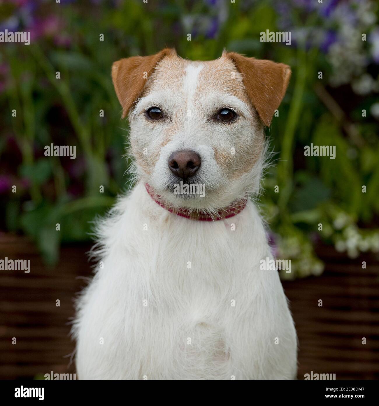 Pequeño Perro Corre Entre Los Arbustos En El Peinado De Noche Luz Perrito  Jack Russell Terrier 7 Años Roto Foto de stock y más banco de imágenes de  Agua - iStock