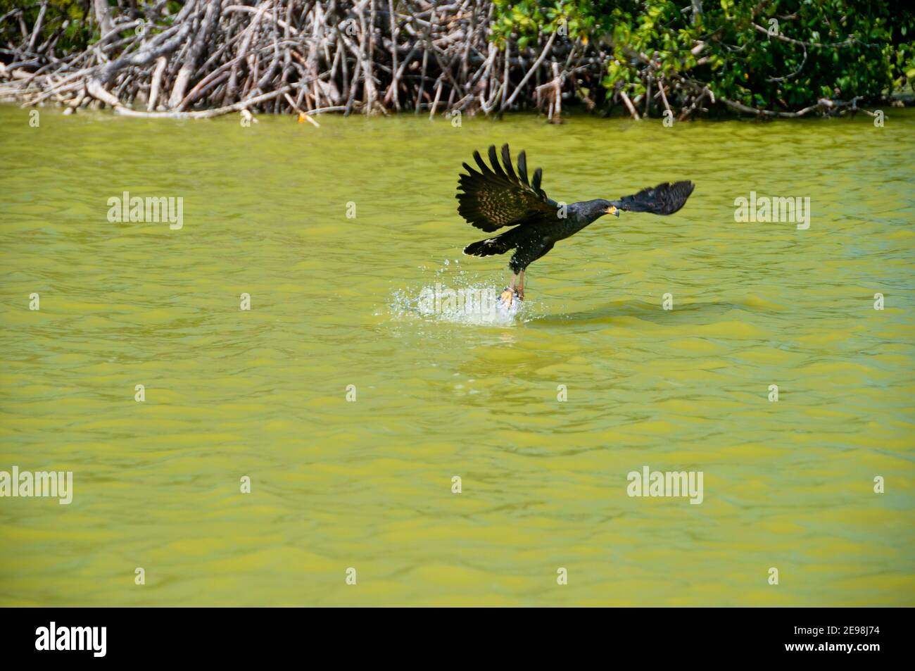 Osprey que se levanta de un lago después de pescar un pez; Reserva Natural de la Biosfera de Yucatán, México. Foto de stock