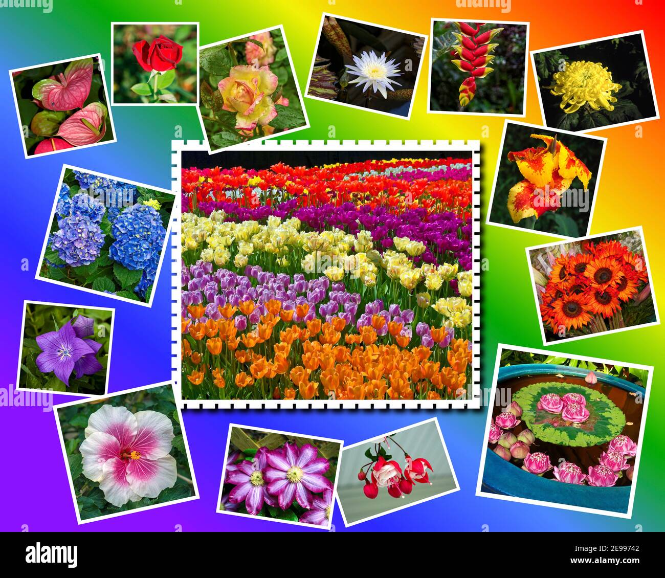 collage de flores, 15 primeros planos individuales, fondo multicolor, brillante, cultivado, naturaleza, compuesto Foto de stock