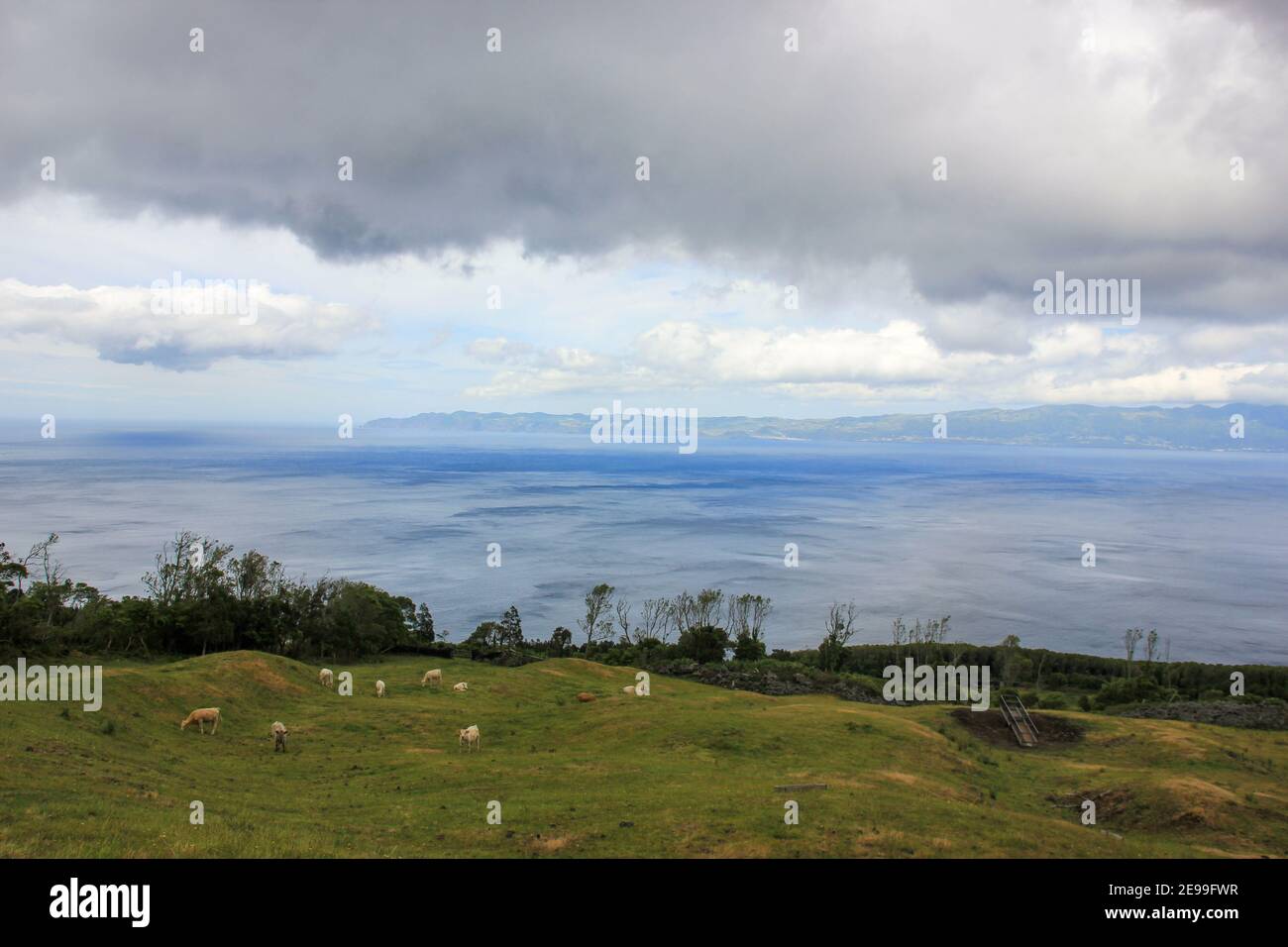 Paisaje de Azores, isla Pico, vista a la isla de San Jorge, vacas al aire libre, no hay gente. Foto de stock