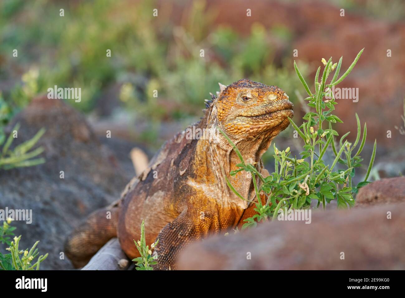 Galapagos tierra iguana, Conolophus subcristatus. En su hábitat natural. Un  lagarto amarillo que parece un dragón pequeño o un dinosaurio. Islas  Galápagos, CE Fotografía de stock - Alamy